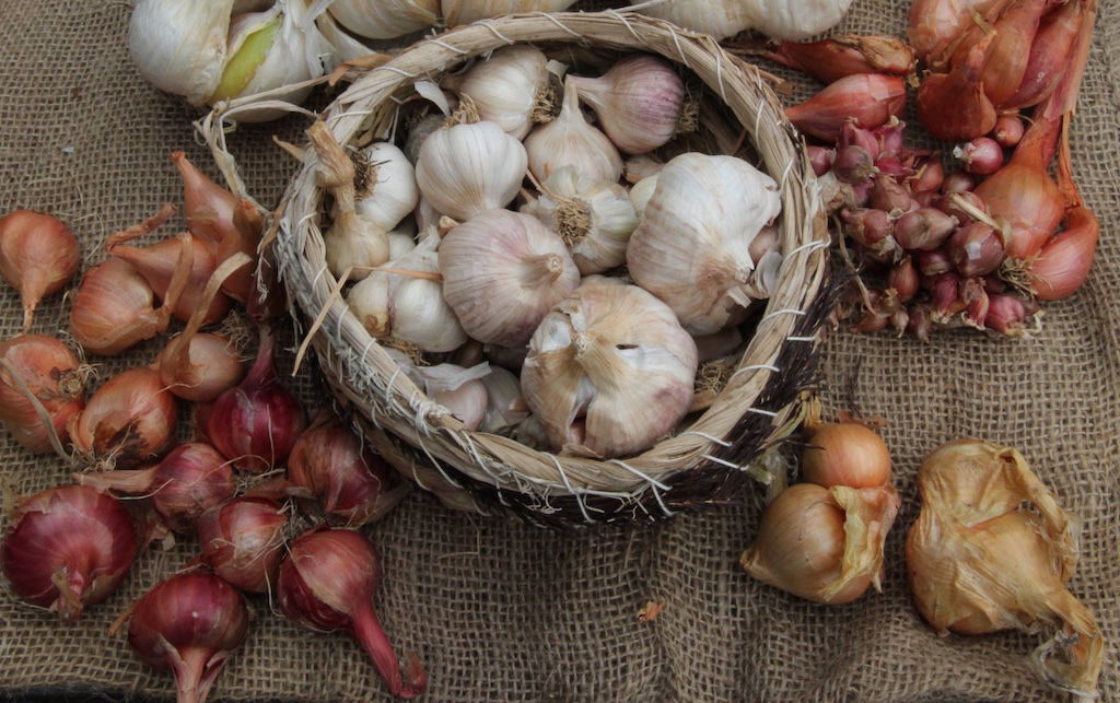 A basket of garlic surrounded by other onions